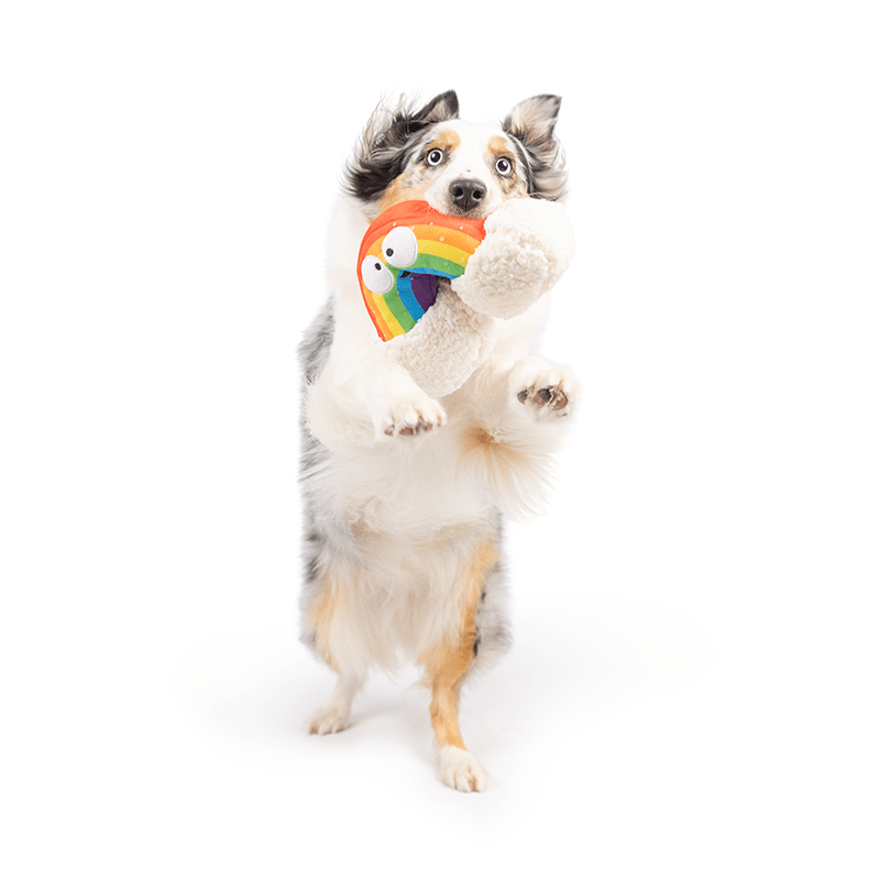Happy Rainbow Dog Toy Small