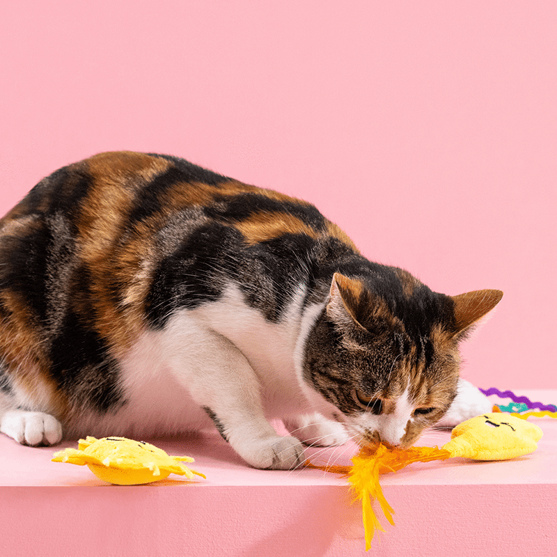 Purr-Fect Weather Cat Toy