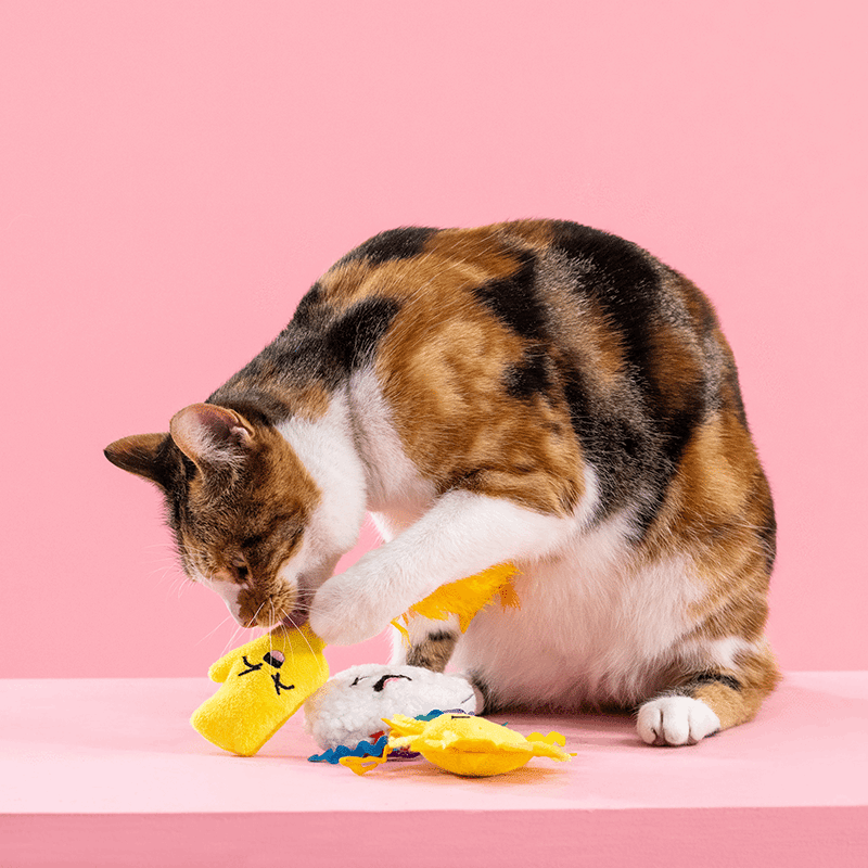 Purr-Fect Weather Cat Toy