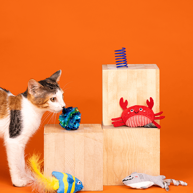 Water You Waiting For Cat Toy Set