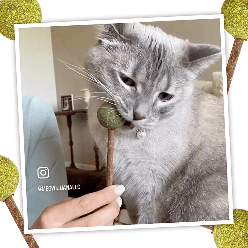 Lollies - Silvervine Sticks With Catnip