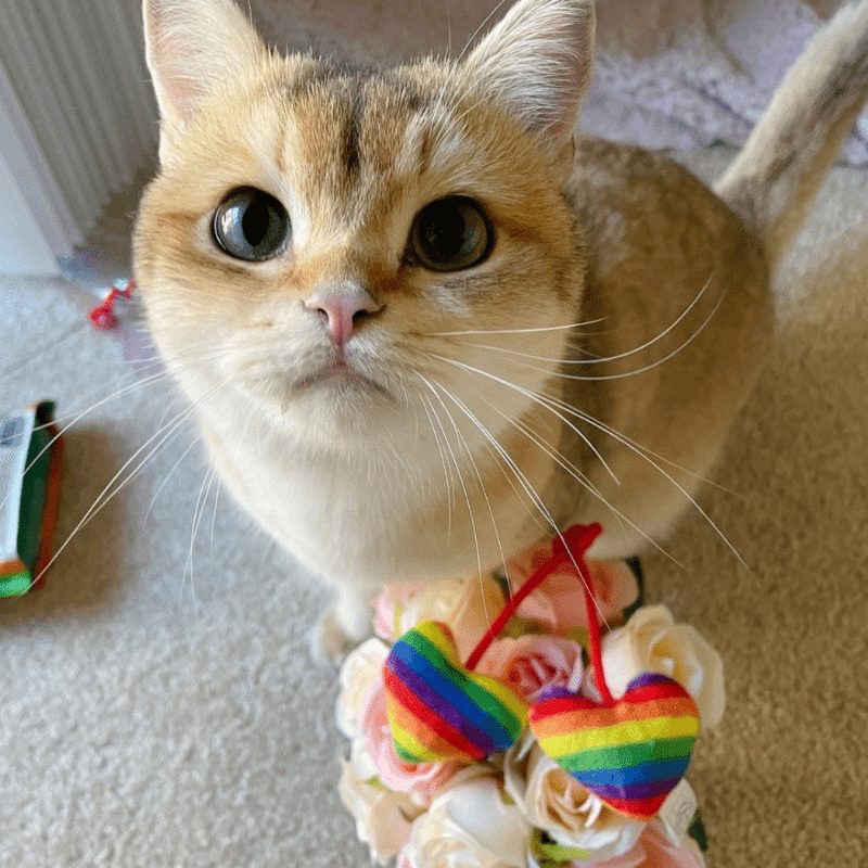 Rainbow Heart Strings Cat Toy