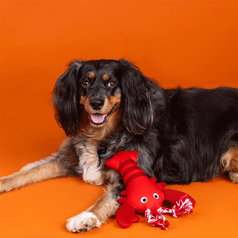 Feeling Claw-Some Floating Dog Toy