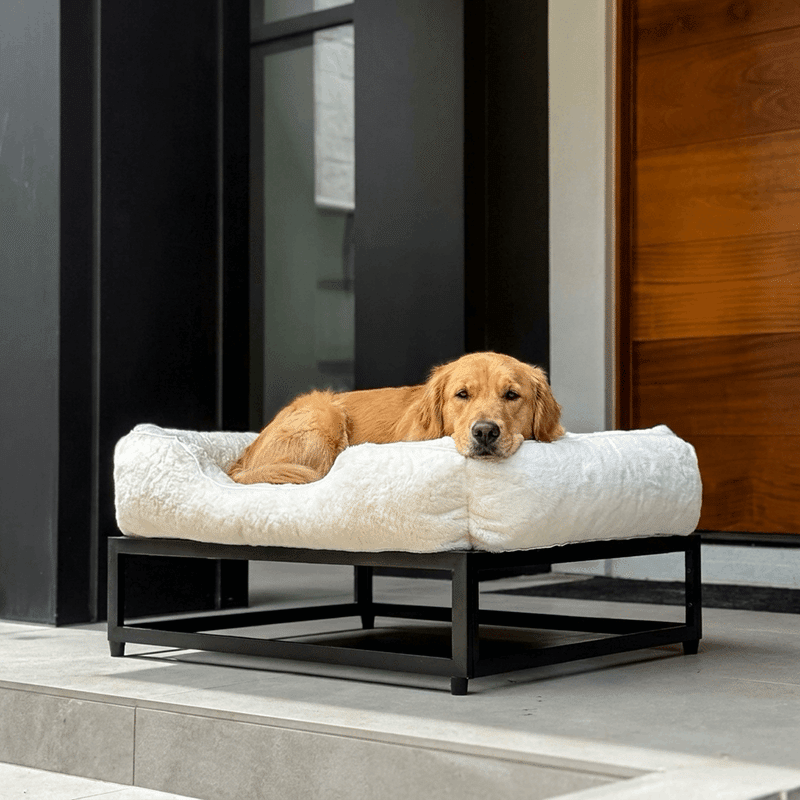 Elevated Dog Bed (Medium)