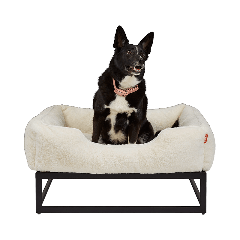 Elevated Dog Bed (Medium)