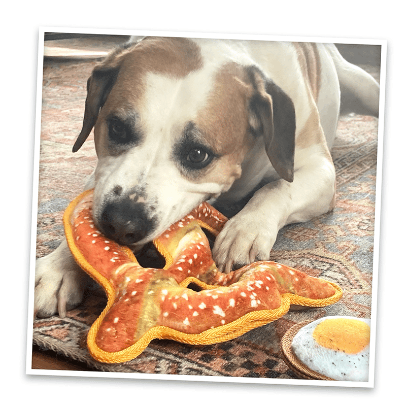Tuffer Chewer Twisted Pretzel Refillable Dog Toy