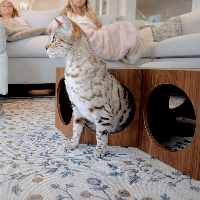 Suki Cat Stool & Shelf