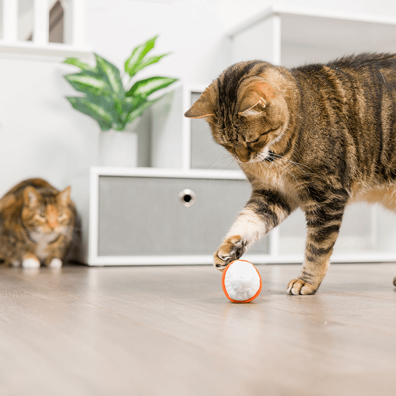 Meowww Spice Latte Cat Toy