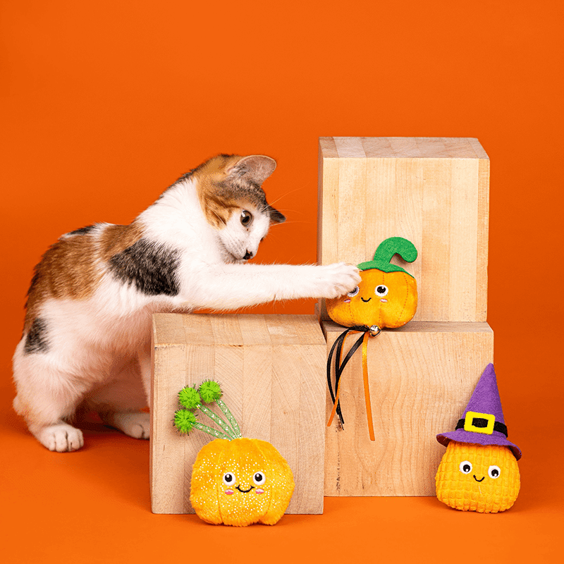 Witch Of The Patch Cat Toy Set