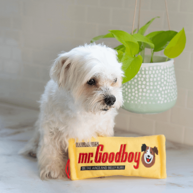 Mr. Goodboy Small Plush Dog Toy