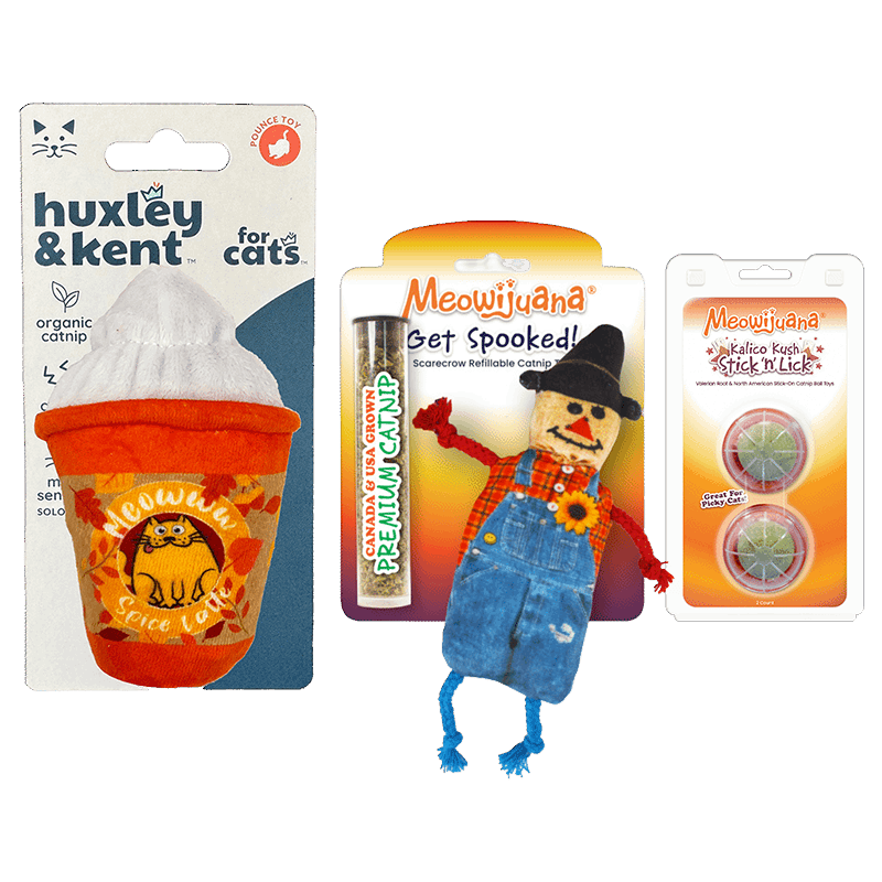 Pumpkin Spice Cat Bundle